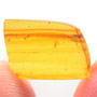 Rare Gnat Bug In Dominican Amber