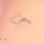 Rare Gnat Bug In Dominican Amber