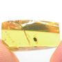 Rare Gnat Bug In Dominican Amber