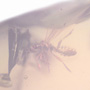 Rare Gnat Bug In Dominican Amber