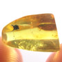 Rare Head Of Bug With Huge Mandibles In Dominican Amber