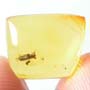 Rare Hister Beetle With Four Mites Riding On Its Body In Dominican Amber