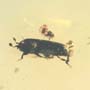 Rare Hister Beetle With Four Mites Riding On Its Body In Dominican Amber