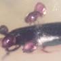Rare Hister Beetle With Four Mites Riding On Its Body In Dominican Amber