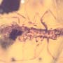Rare House Centipede In Dominican Amber