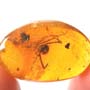 Rare Huge Ant And Mite In Dominican Amber