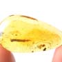 Rare Huge Bark Beetle Plug In Dominican Amber