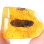 Rare Huge Beetle In Dominican Amber