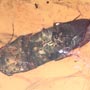 Rare Huge Beetle In Dominican Amber