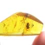 Rare Interaction Of Big Black Worker Ant In Dominican Amber