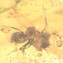 Rare Interaction Of Big Black Worker Ant In Dominican Amber