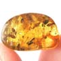 Rare Interaction Of Black Scavenger Flies In Dominican Amber