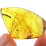 Rare Interaction Of Male Ants In Dominican Amber