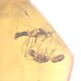 Rare Interaction Of Male Ants In Dominican Amber