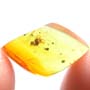 Rare Interaction Of Queen Ant And Moth Fly In Dominican Amber
