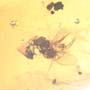 Rare Interaction Of Queen Ant And Moth Fly In Dominican Amber