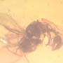 Rare Interaction Of Queen Ant And Moth Fly In Dominican Amber