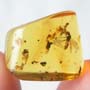 Rare Interaction Of Queen Ant And Worker Ant In Dominican Amber