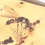 Rare Interaction Of Queen Ant And Worker Ant In Dominican Amber