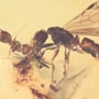 Rare Interaction Of Queen Ant And Worker Ant In Dominican Amber