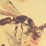 Rare Interaction Of Queen Ant And Worker Ant In Dominican Amber
