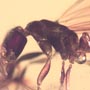 Rare Interaction Of Queen Ant And Worker Ant In Dominican Amber