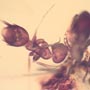 Rare Interaction Of Queen Ant And Worker Ant In Dominican Amber