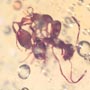 Rare Interaction Of Worker Ant In Dominican Amber