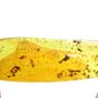 Rare Interaction Of Worker Ant In Dominican Amber