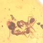 Rare Interaction Of Worker Ant In Dominican Amber