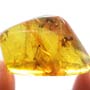 Rare Huge Worker Ant Fighting In Dominican Amber