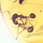 Rare Interaction Of Worker Ant In Dominican Amber