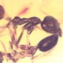 Rare Interaction Of Worker Ant In Dominican Amber