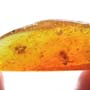 Rare Two Groups Of Fighting Worker Ant In Dominican Amber