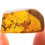 Rare Interaction Of Worker Ants And Six Worker Ants In Dominican Amber