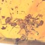 Rare Interaction Of Worker Ants And Six Worker Ants In Dominican Amber