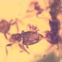Rare Interaction Of Worker Ants And Six Worker Ants In Dominican Amber
