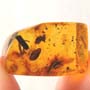 Rare Interaction Of Worker Ants In Dominican Amber