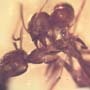 Rare Interaction Of Worker Ants In Dominican Amber