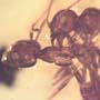 Rare Interaction Of Worker Ants In Dominican Amber