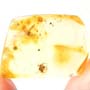 Rare Interaction Of Worker Ants In Dominican Amber