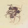 Rare Interaction Of Worker Ants In Dominican Amber