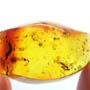 Rare Interaction Of Worker Ants In Dominican Amber