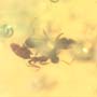 Rare Interaction Of Worker Ants In Dominican Amber