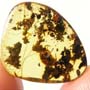 Rare Isopod, Two Black Scavenger Flies And Turd In Dominican Amber