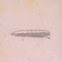 Rare Isopod And Larva In Dominican Amber