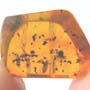 Rare Two Isopods In Dominican Amber