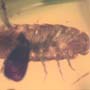 Rare Isopod In Dominican Amber