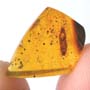 Rare Isopod In Dominican Amber