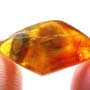 Rare Isopod In Dominican Amber
